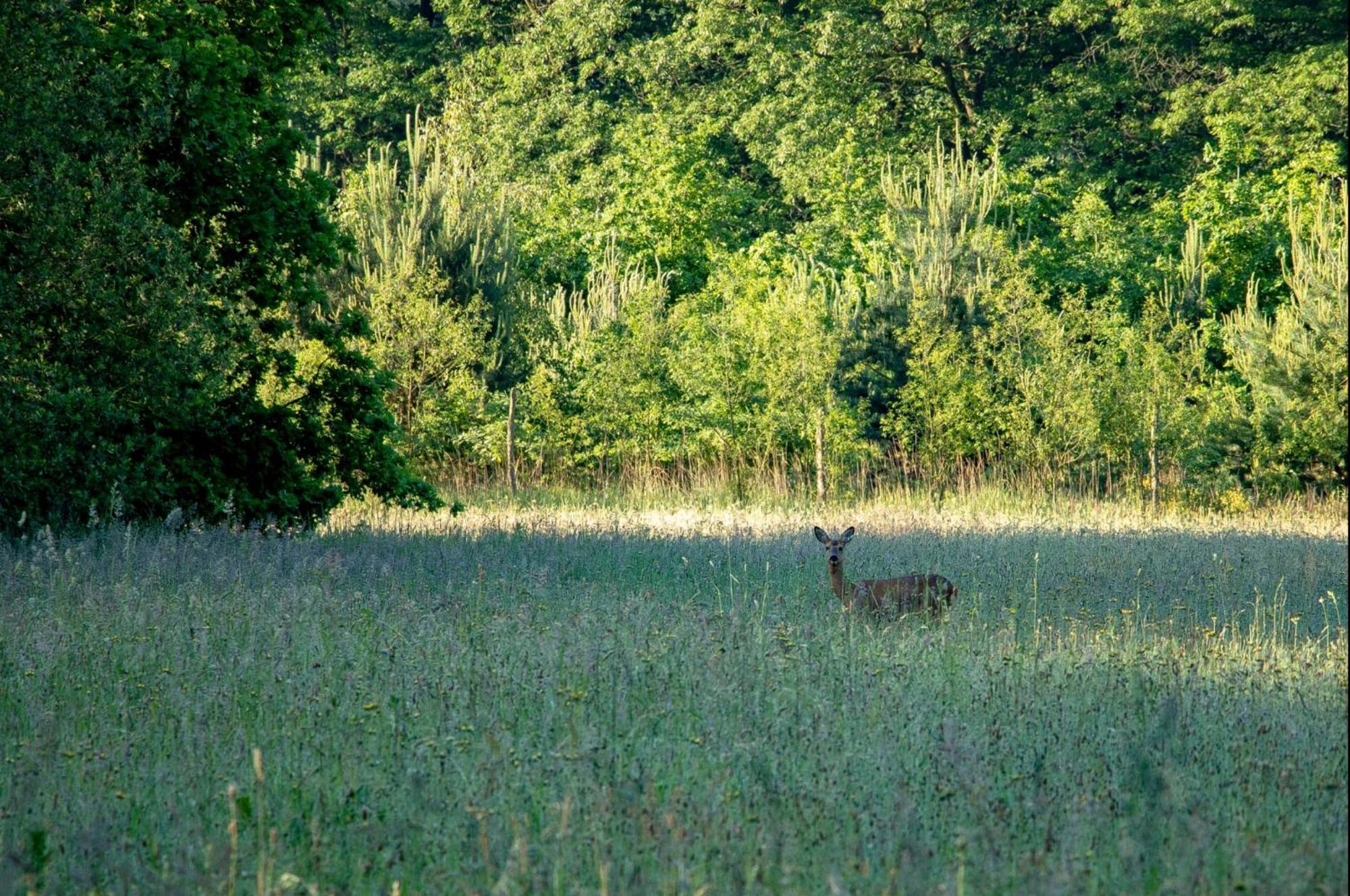 Vakantiewoning Heidebos In Het Nationaal Park Hoge Kempen Opglabbeek Bagian luar foto